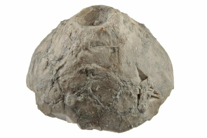 Fossil Crinoid (Eucalyptocrinus) Calyx - Indiana #189499